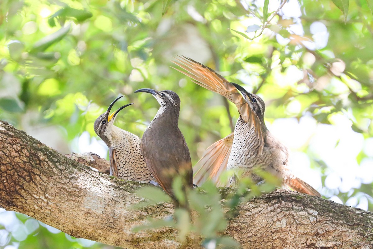 Paradise Riflebird - ML279853871