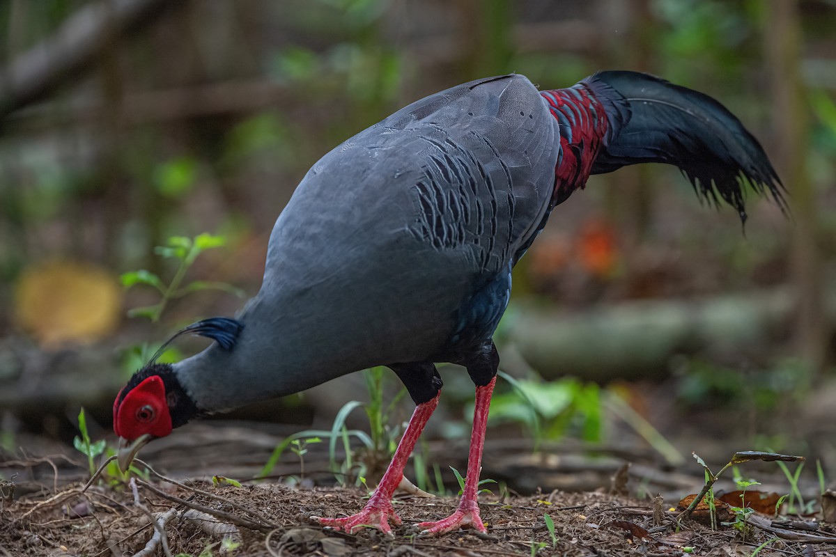 Siamese Fireback - Ngoc Sam Thuong Dang