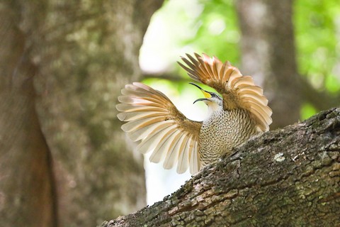 Photos - Paradise Riflebird - Ptiloris paradiseus - Birds of the World