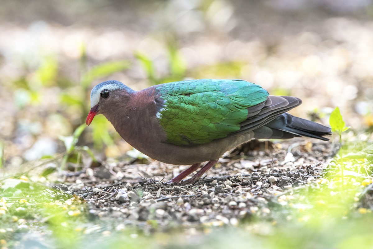 Asian Emerald Dove - ML279854131