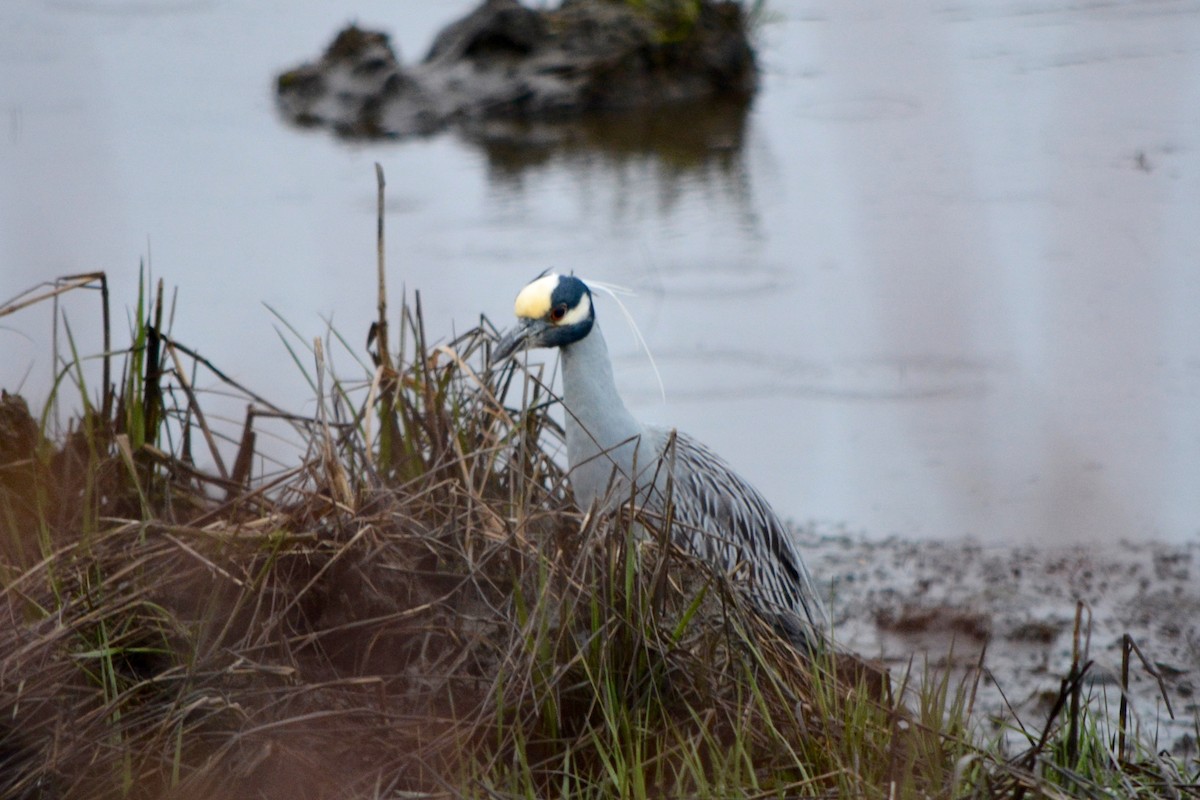 Yellow-crowned Night Heron - ML27985501