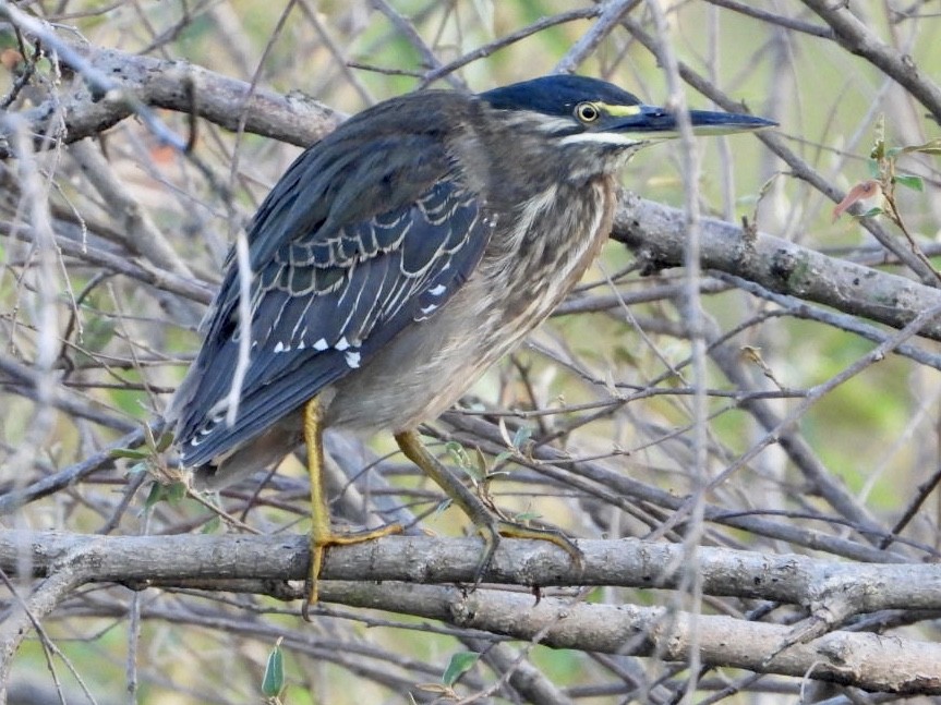 Striated Heron - Salma Mazrui-Watt