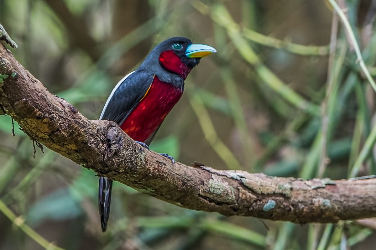 Black-and-red Broadbill - Ngoc Sam Thuong Dang