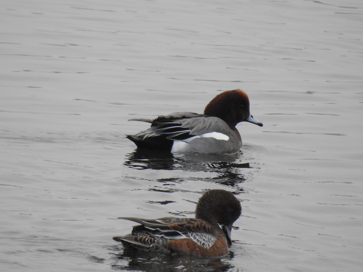 Eurasian Wigeon - ML279858651