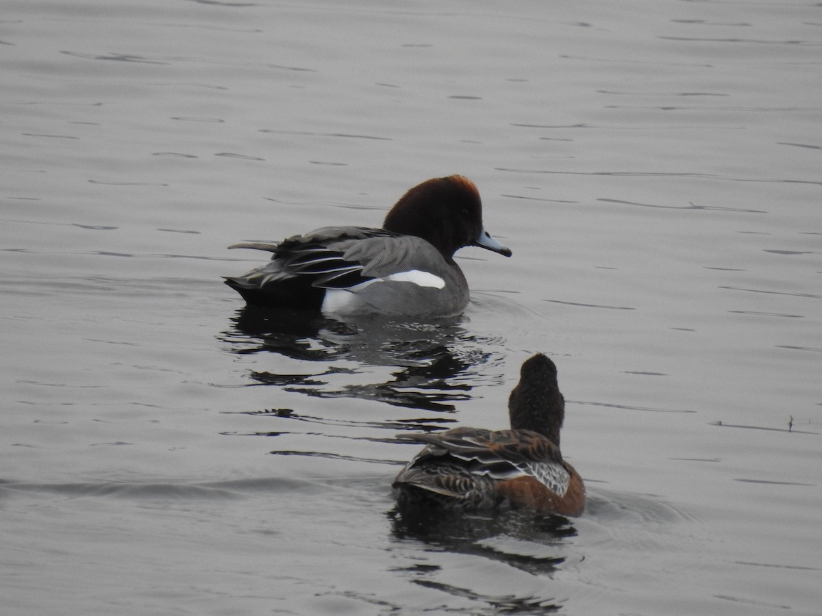 Eurasian Wigeon - ML279858671