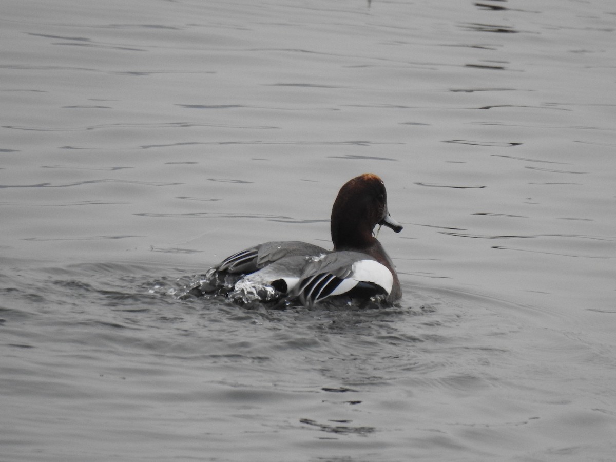 Eurasian Wigeon - ML279858681