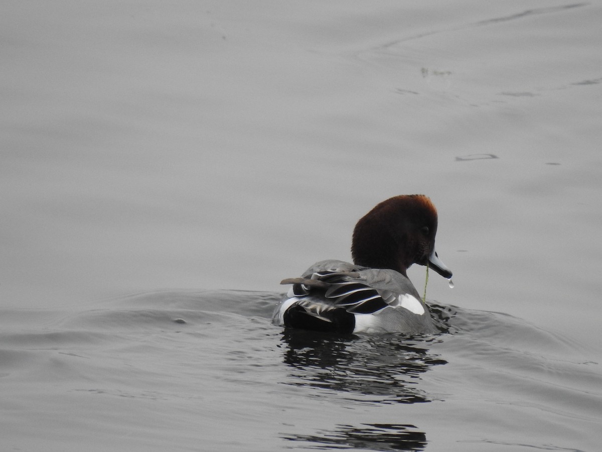 Eurasian Wigeon - ML279858691