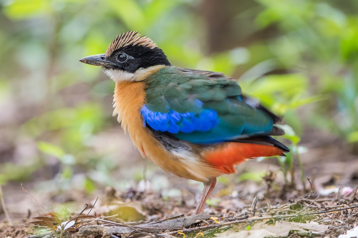 Blue-winged Pitta - Ngoc Sam Thuong Dang