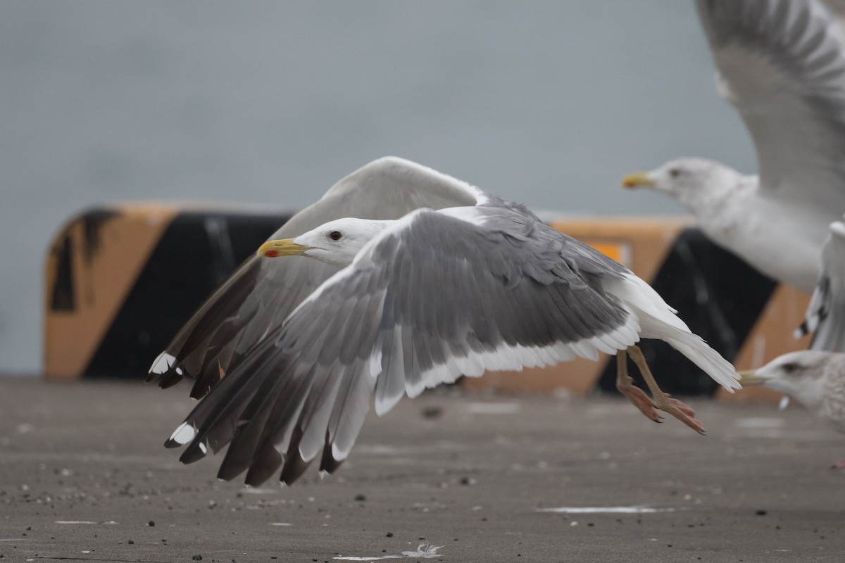 Lesser Black-backed Gull (taimyrensis) - ML279863421