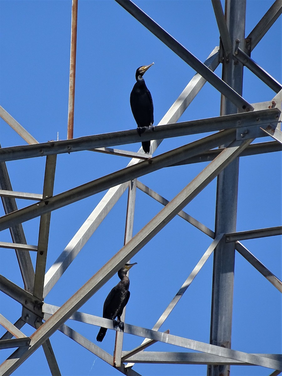 Great Cormorant - ML279864031