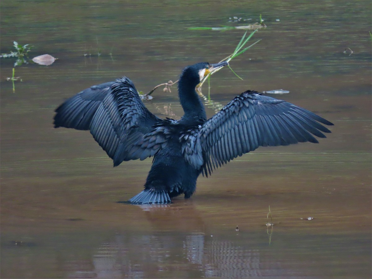 Great Cormorant - Sreekumar Chirukandoth