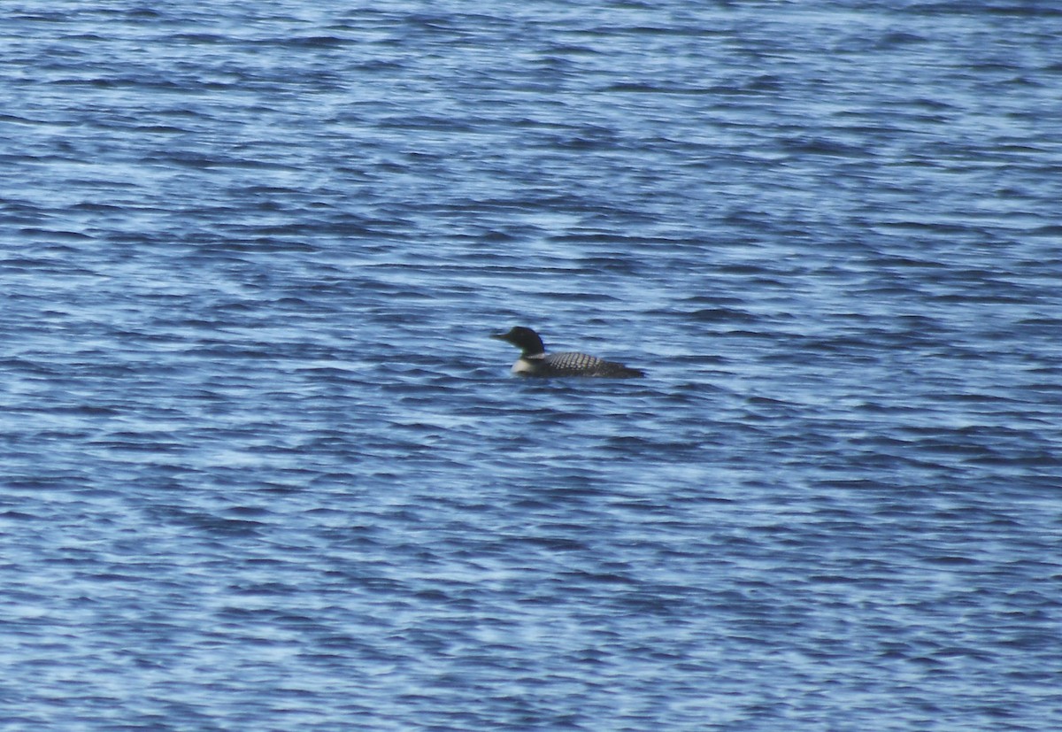 Common Loon - ML279866991