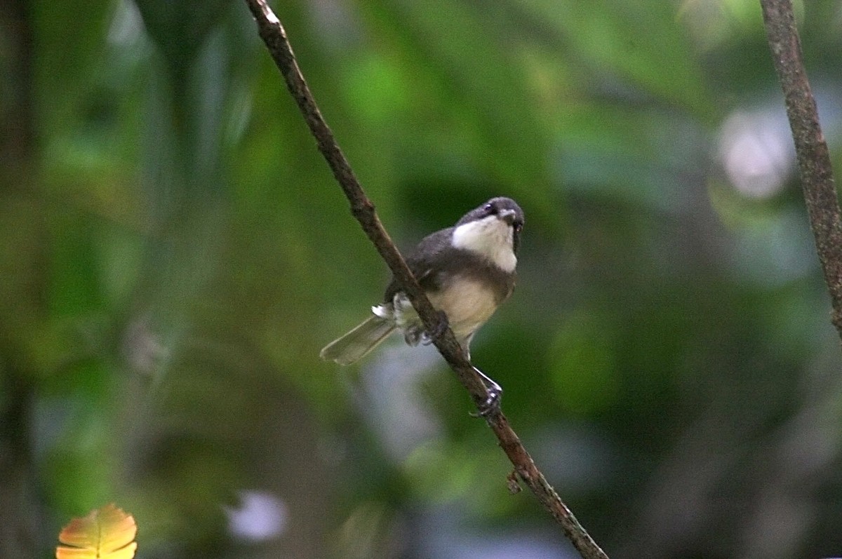 Dohrn's Thrush-Babbler - ML279867061