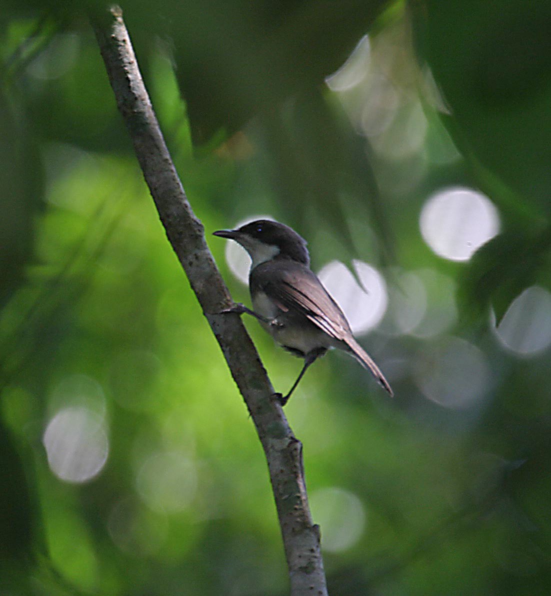 Dohrn's Thrush-Babbler - ML279867071