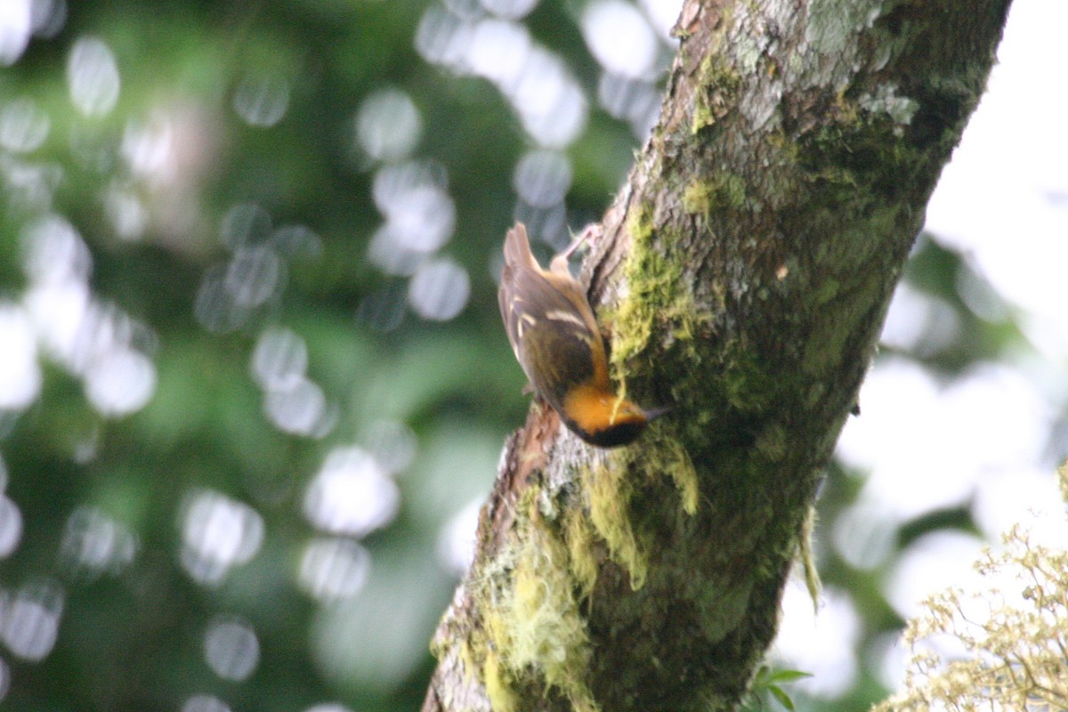 Sao Tome Weaver - Simon Colenutt