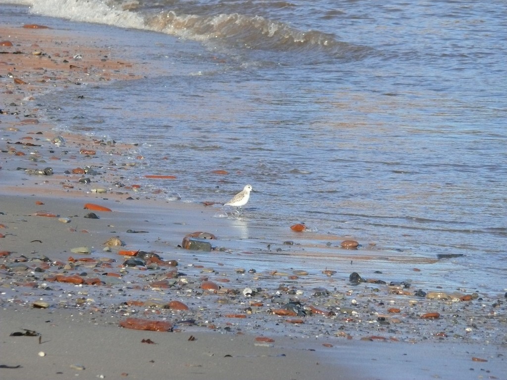 Sanderling - ML279868951