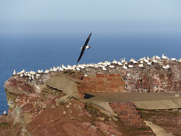 Black-browed Albatross - ML279868971