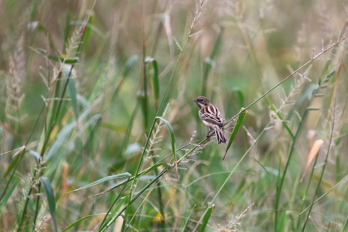 Pallas's Bunting - Po-Wei Chi