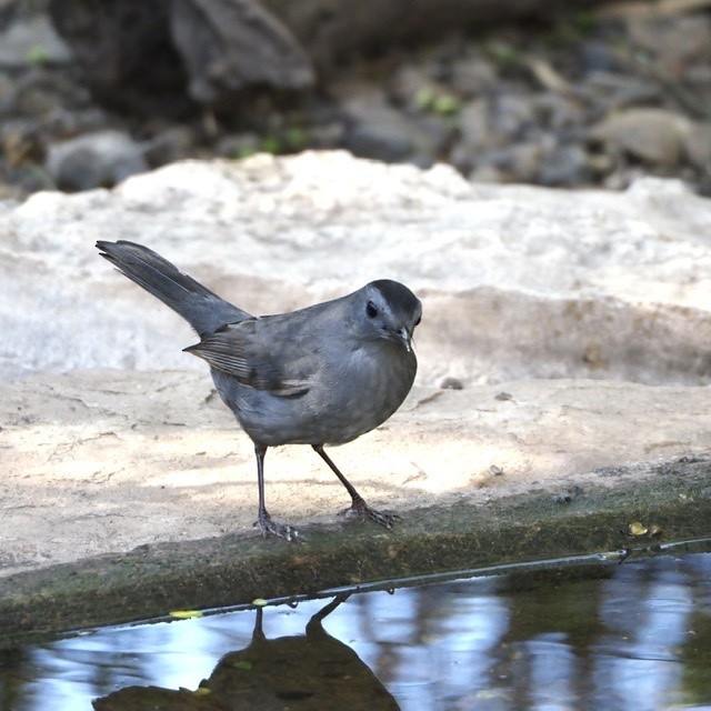 Gray Catbird - ML279869821