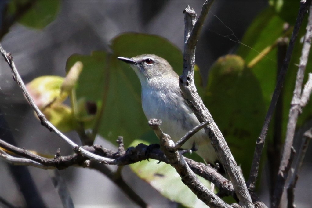 Mangrove Gerygone - ML279871111