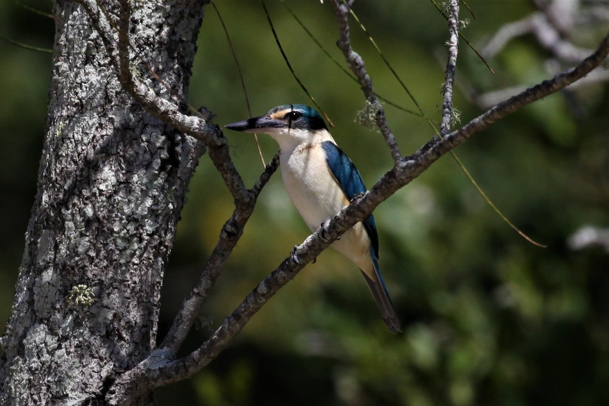 Sacred Kingfisher - ML279871821