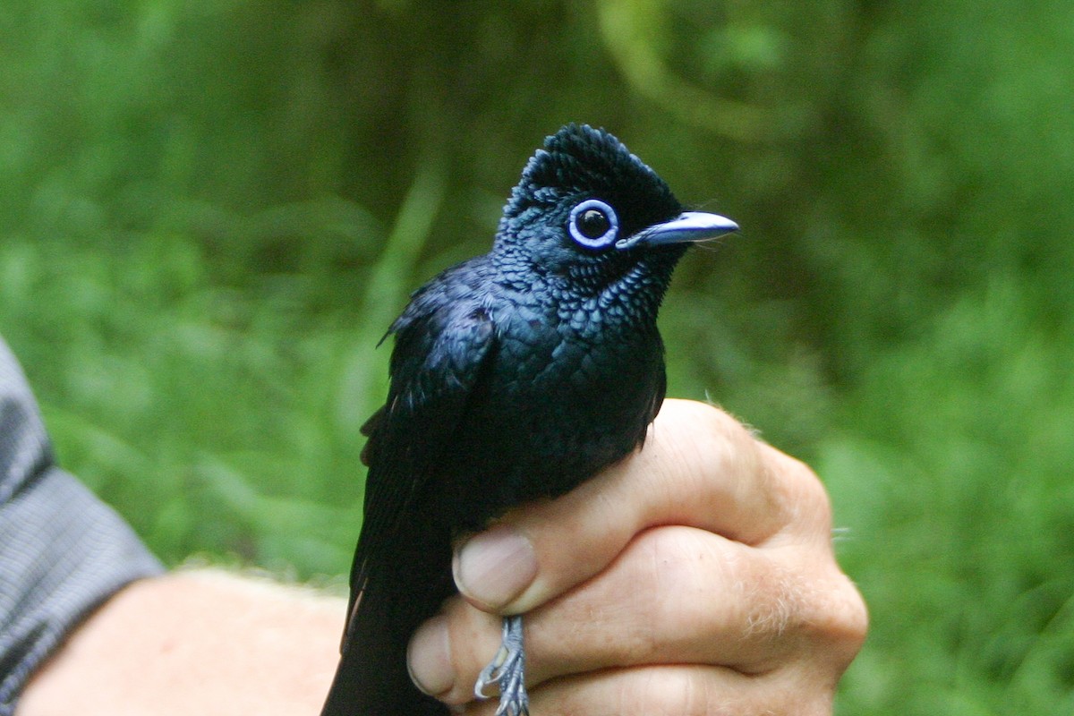 Sao Tome Paradise-Flycatcher - ML279871991