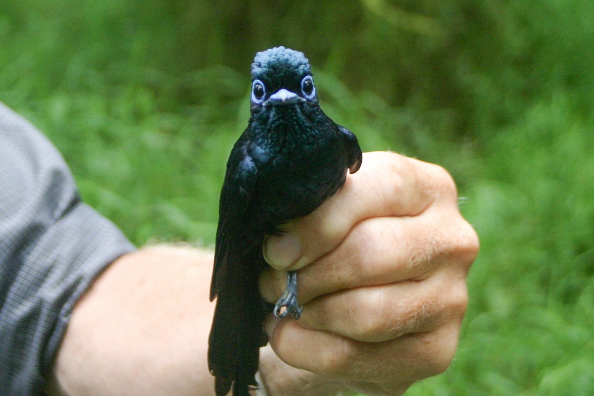 Sao Tome Paradise-Flycatcher - ML279872001