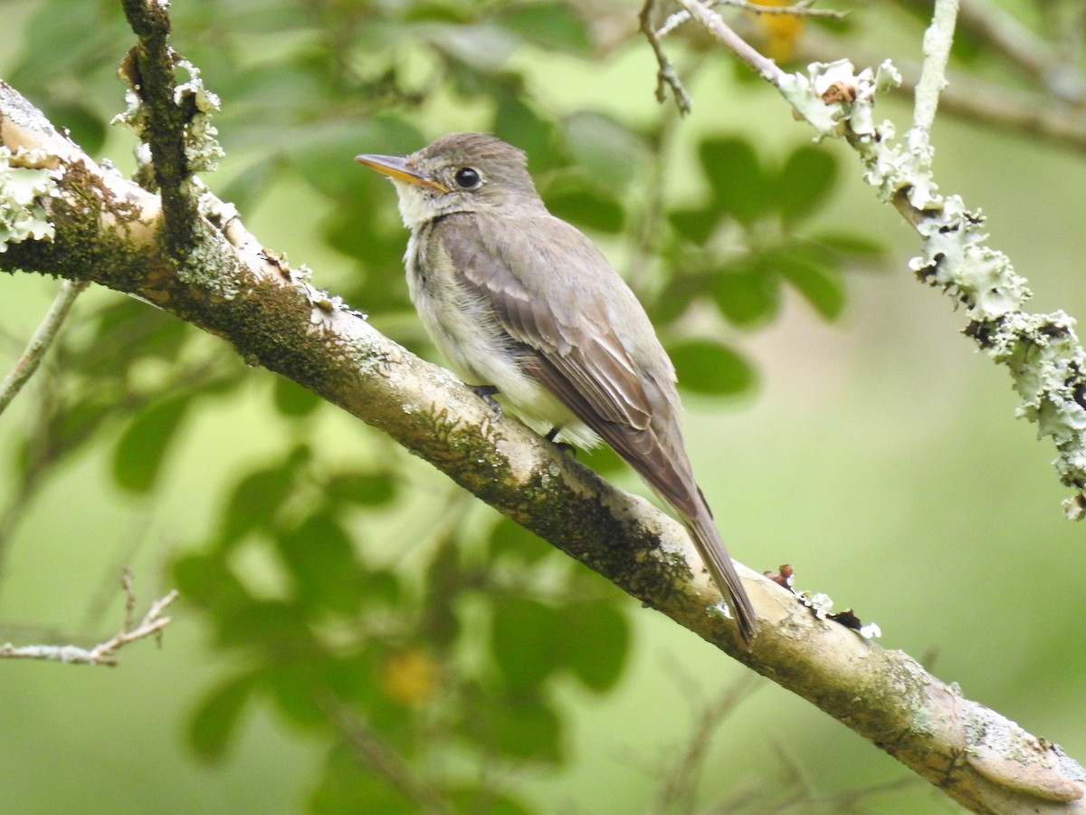 Eastern Wood-Pewee - ML279872941