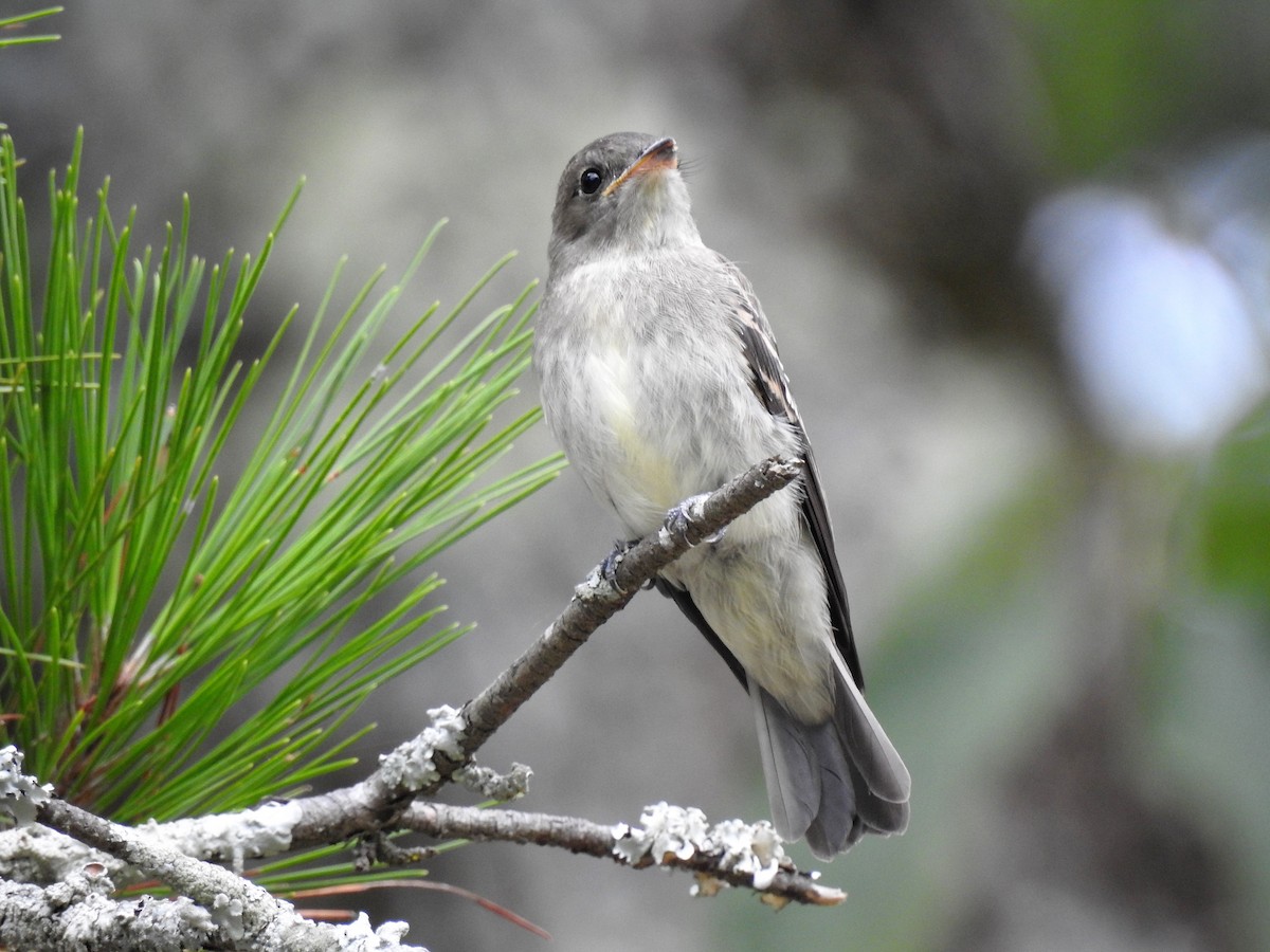 Eastern Wood-Pewee - ML279873011