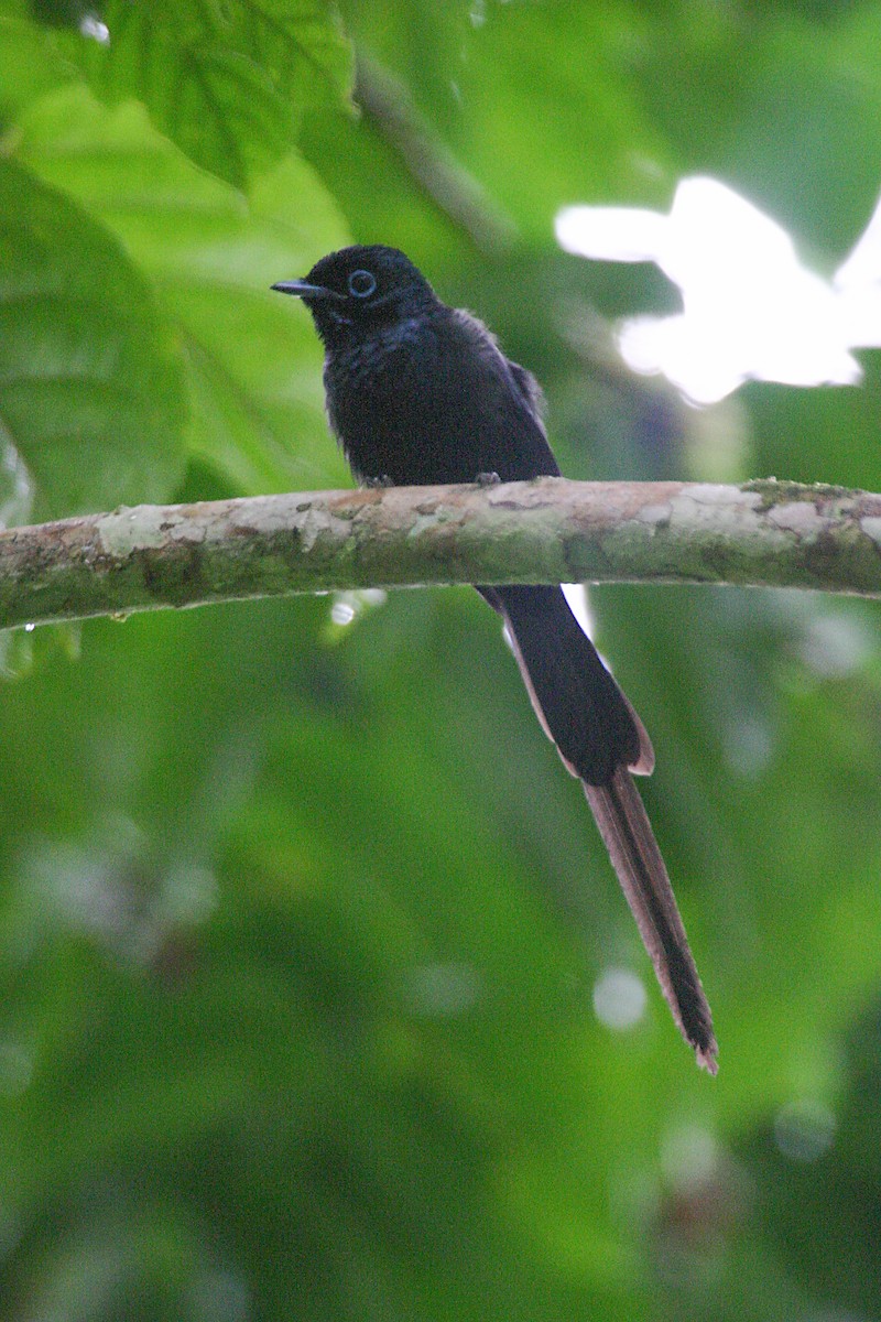 Sao Tome Paradise-Flycatcher - ML279873261