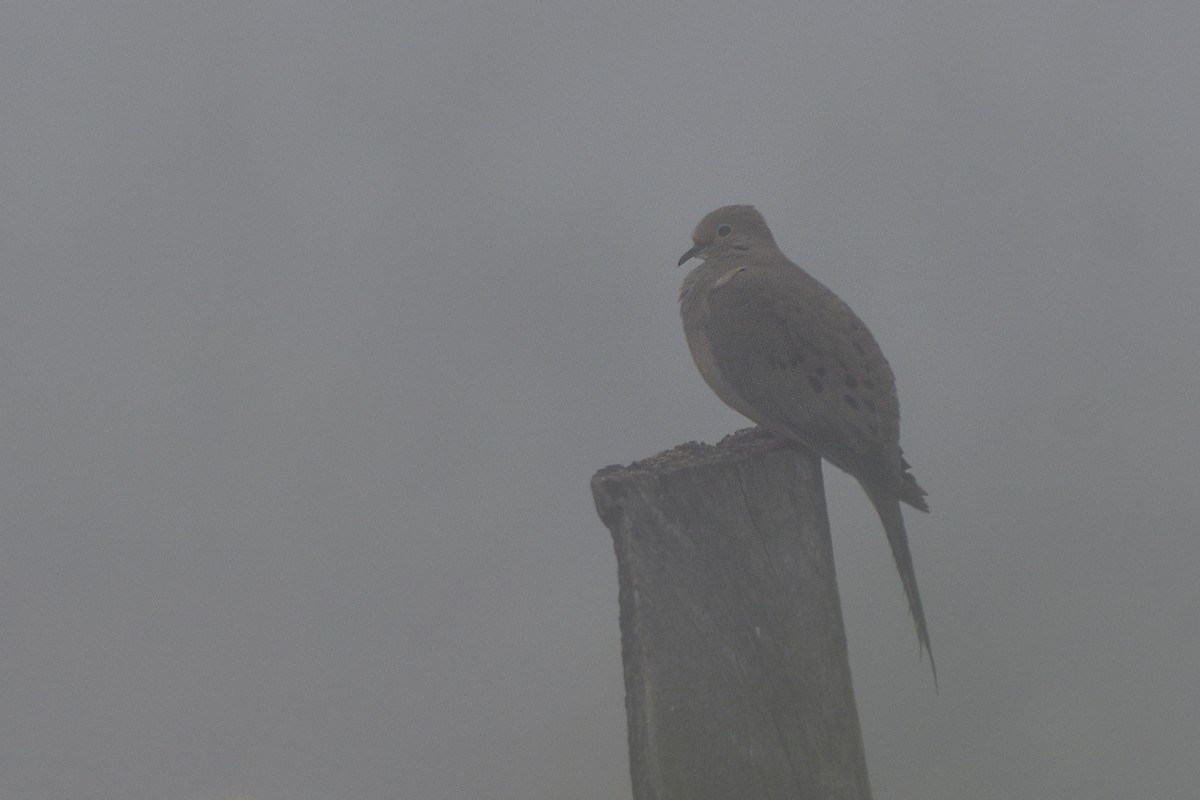 Mourning Dove - ML279873351