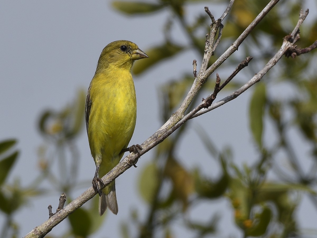 Lesser Goldfinch - ML279879311