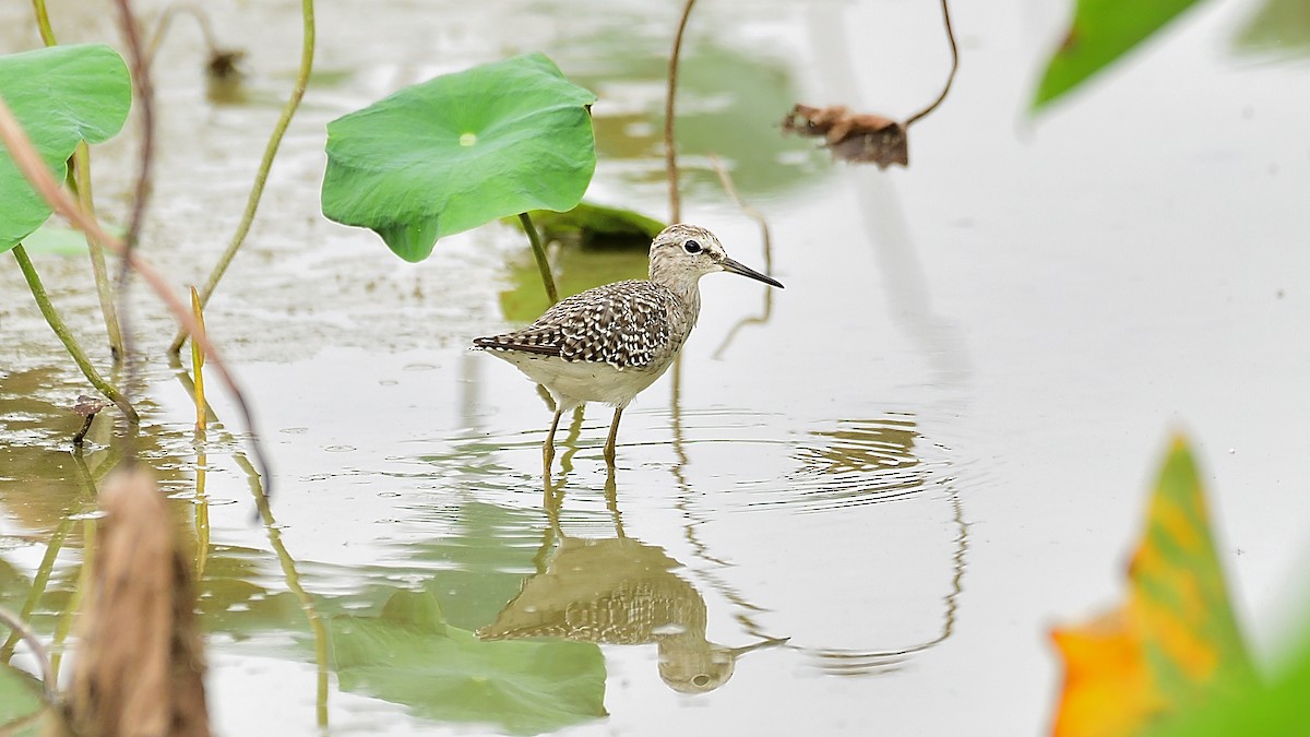 Wood Sandpiper - xiwen CHEN