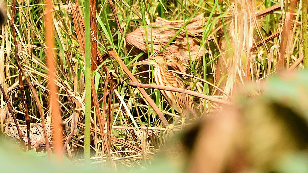 Yellow Bittern - ML279880291