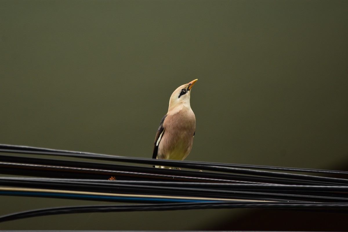 Vinous-breasted Myna - ML279880581