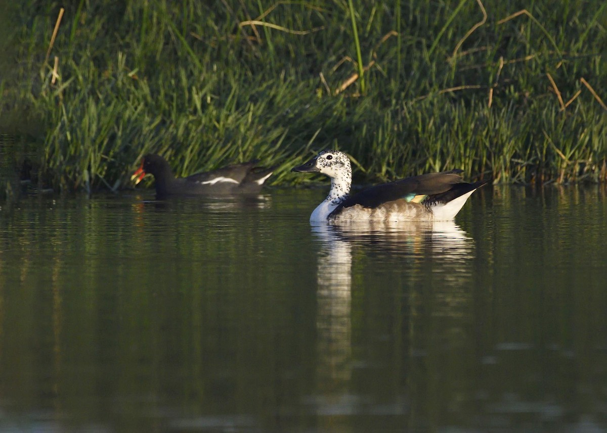 Comb Duck - VERONICA ARAYA GARCIA