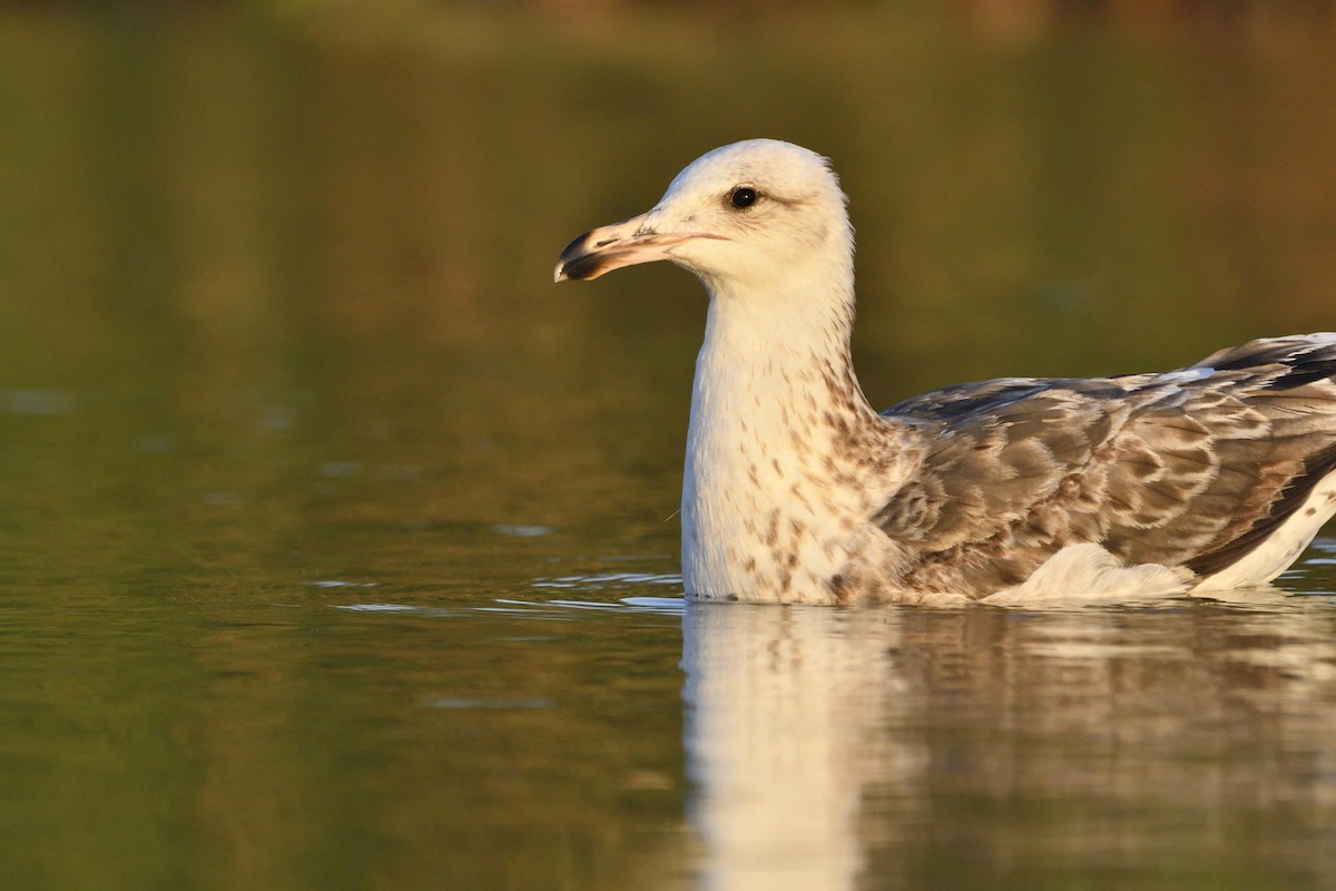 Belcher's Gull - VERONICA ARAYA GARCIA