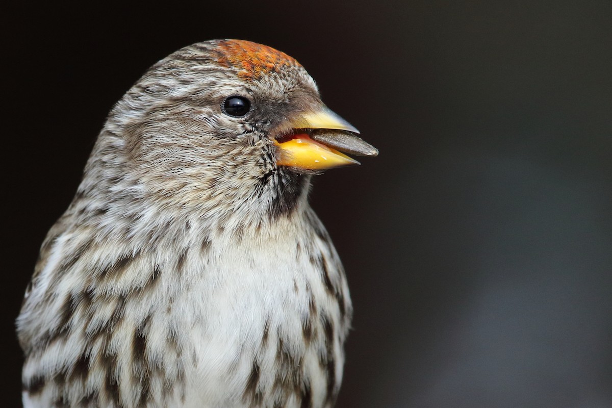 Redpoll (Common) - ML279882071