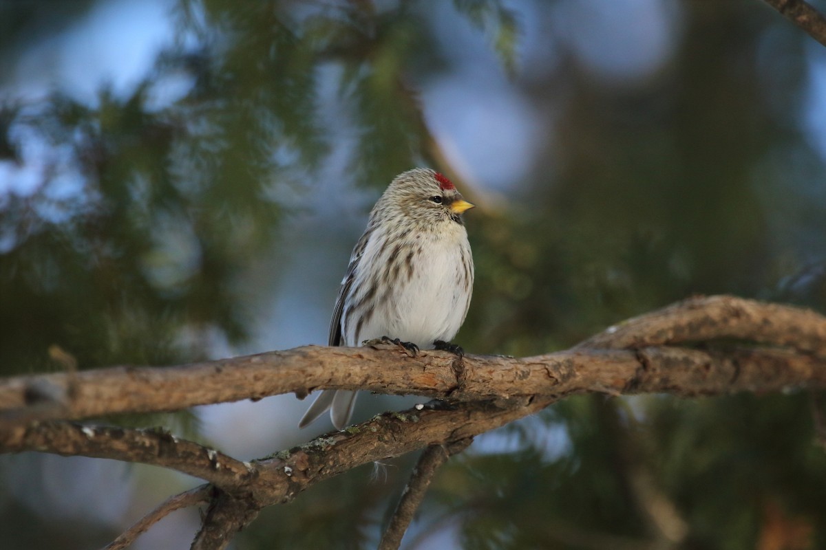 Common Redpoll - ML279882151