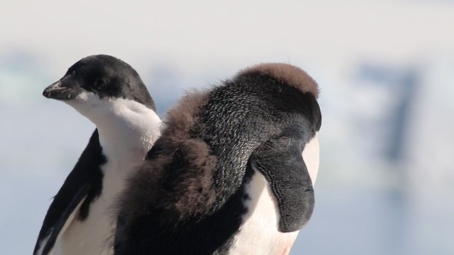 Adelie Penguin - ML279884501