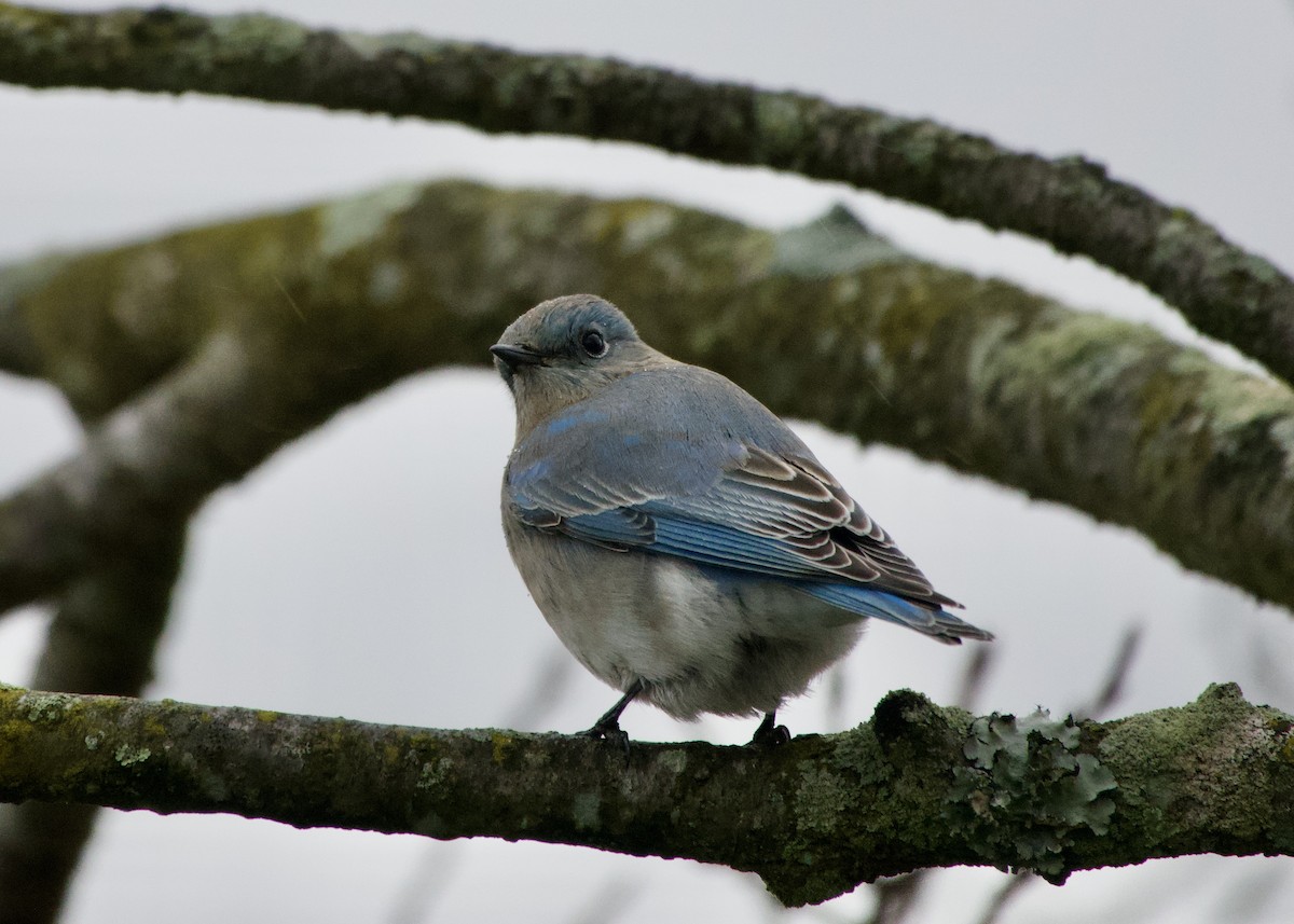 salašník horský - ML279884581