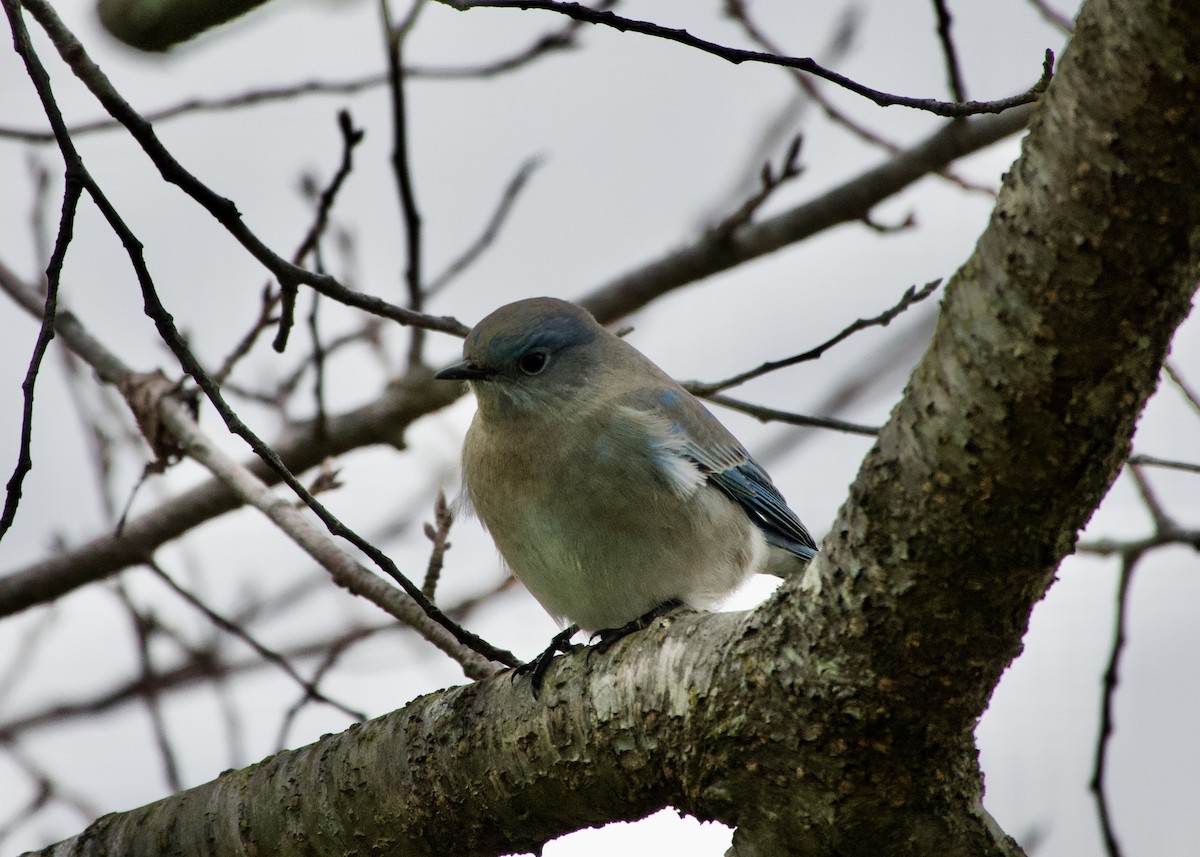 salašník horský - ML279884621