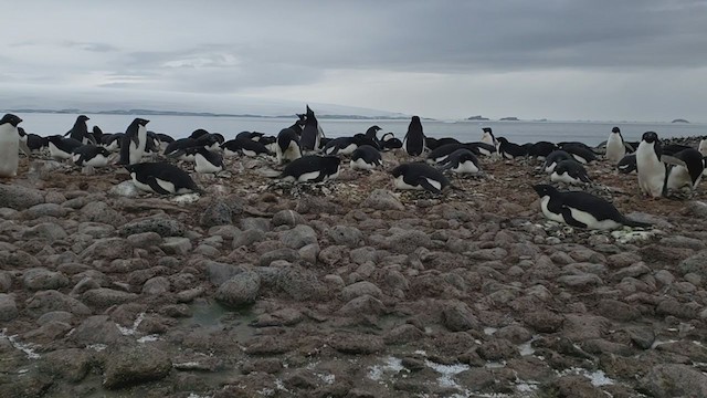 Adelie Penguin - ML279884831