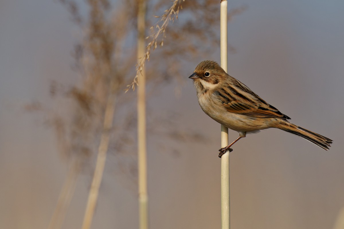 Pallas's Bunting - Vincent Wang