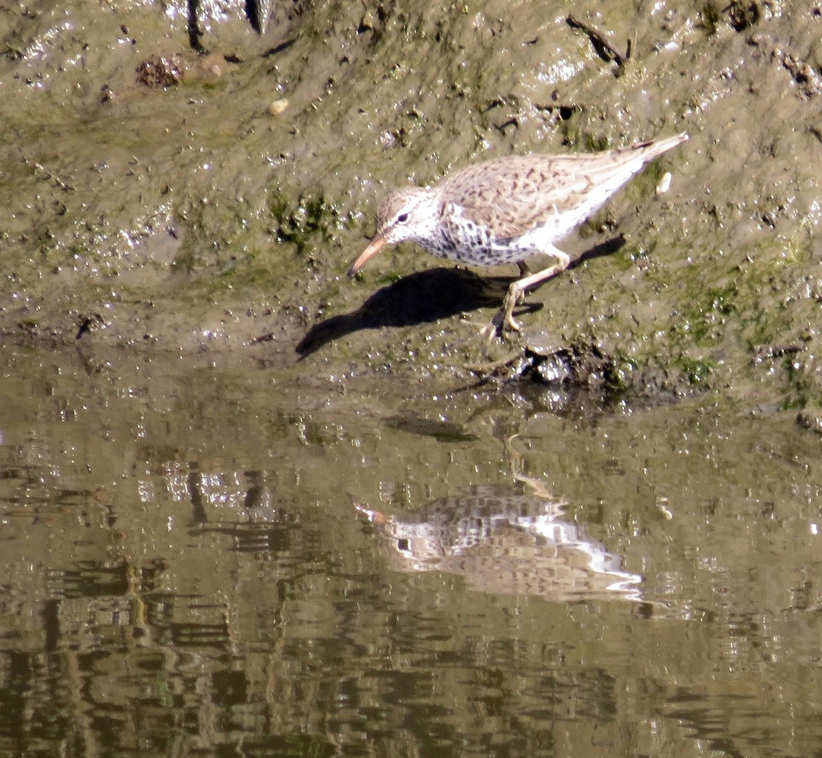 Spotted Sandpiper - Petra Clayton