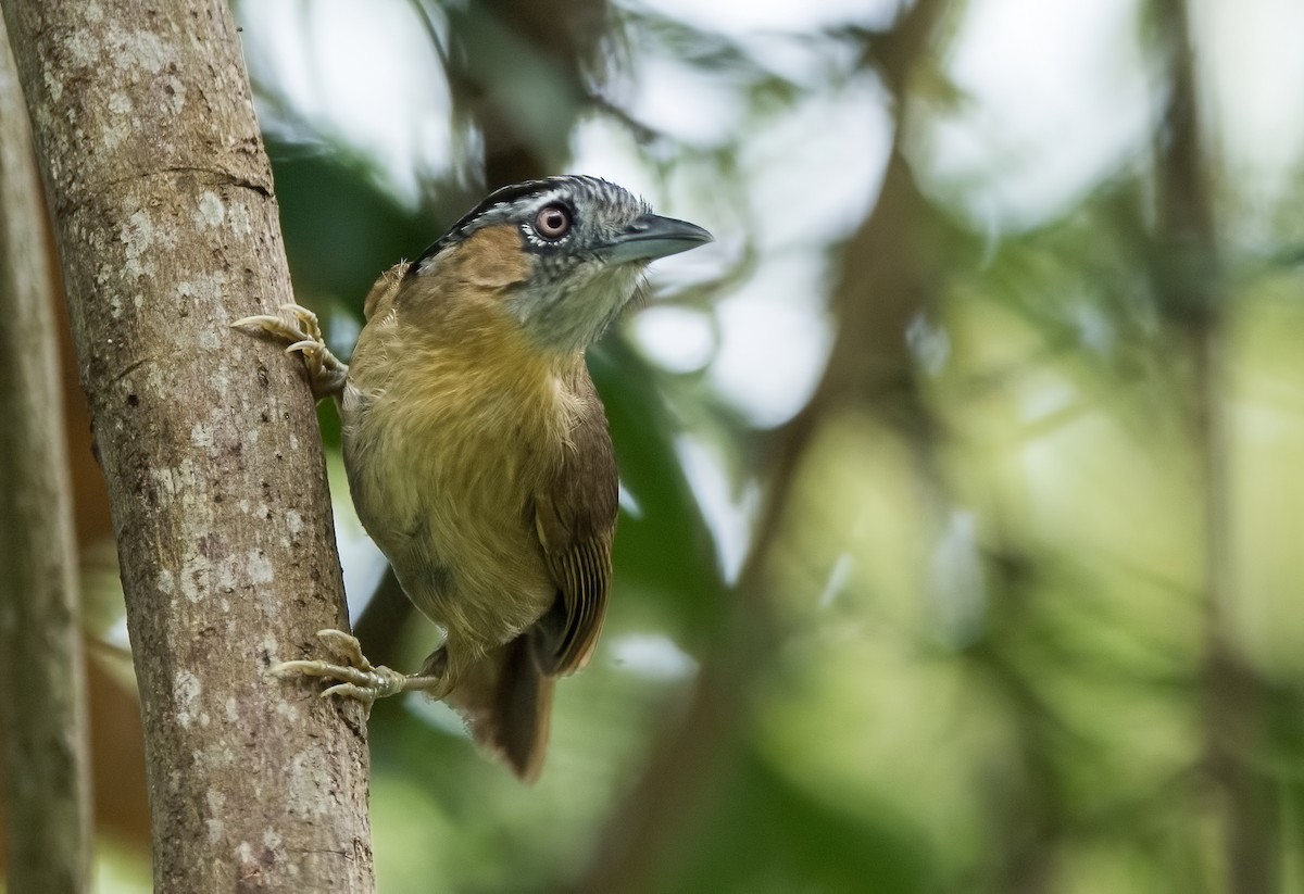 Gray-throated Babbler - ML279888531