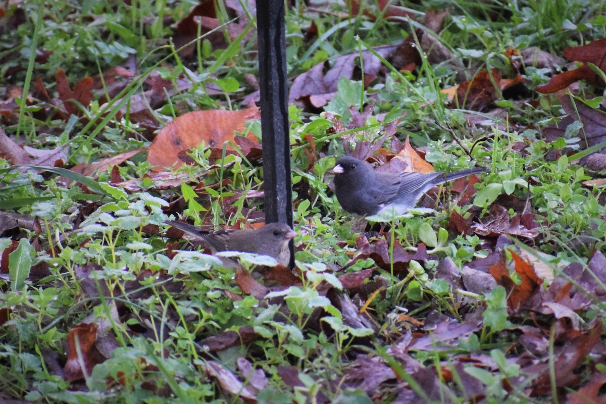 Dark-eyed Junco - ML279889811