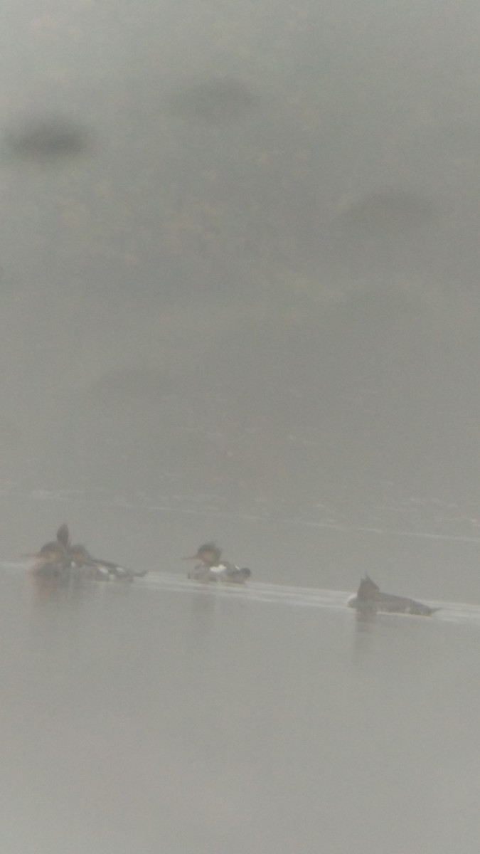 Red-breasted Merganser - ML279892041