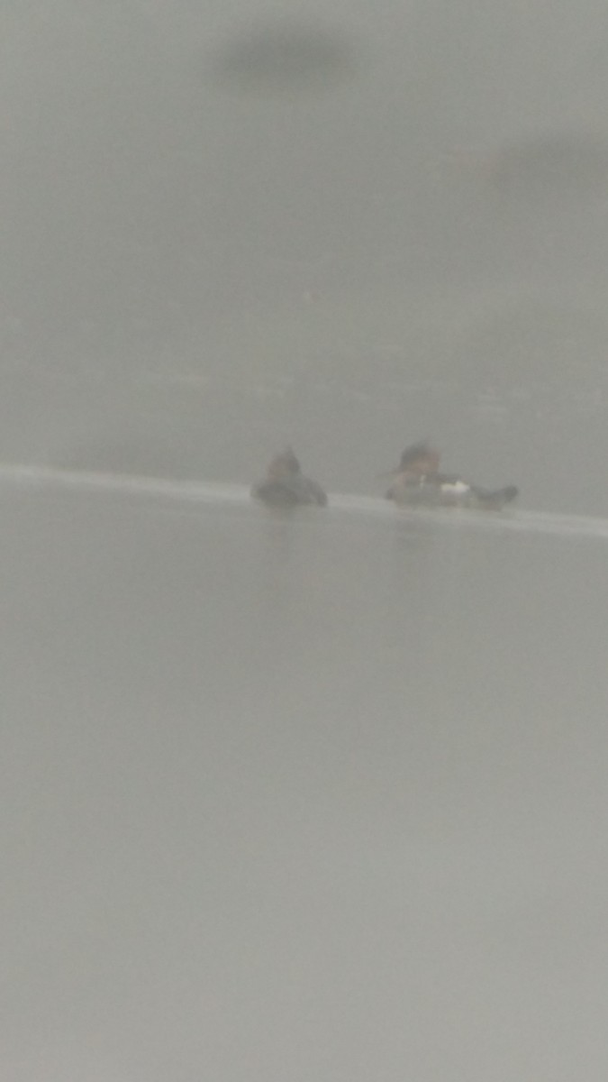 Red-breasted Merganser - ML279892081