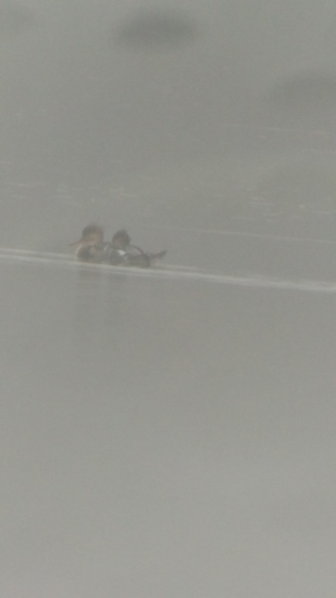 Red-breasted Merganser - ML279892111